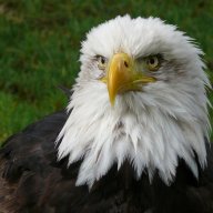 southeagle