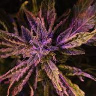 BudsAndPills