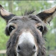donkey2323