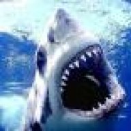 Carder shark