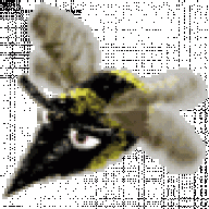 Shimel