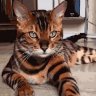Tomcat