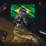 Brazilec