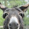 donkey2323