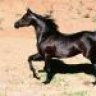 e.chaconn