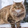 Siberian22