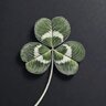 LuckySSN