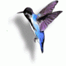 Birdhummіng