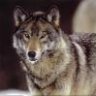 Wolf_Pack