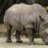 whiterhino
