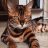 Tomcat