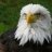 southeagle