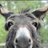 donkey2323
