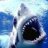 Carder shark