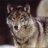 Wolf_Pack